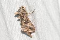 Autographa gamma