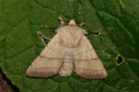 Charanyca trigrammica