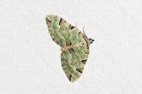 Colostygia pectinataria