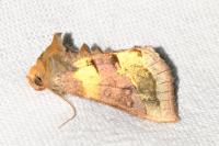 Diachrysia chrysitis