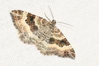Epirrhoe alternata