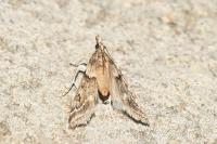 Eudonia angustea