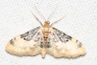 Idaea filicata