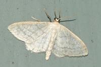Idaea subsericeata