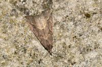 Schrankia costaestrigalis