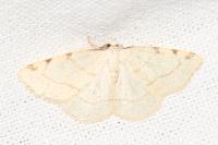 Stegania trimaculata