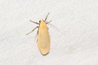 Wittia sororcula