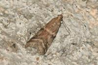 Ephestia woodiella