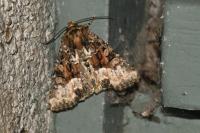 Oligia latruncula/strigilis/versicolor