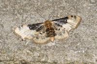 Idaea filicata