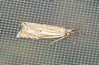 Crambus lathoniellus
