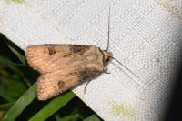 Agrotis puta