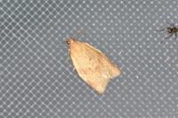 Clepsis consimilana