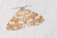 Perizoma flavofasciata