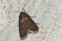 Agrotis segetum