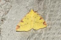 Opisthograptis luteolata