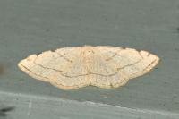 Stegania trimaculata