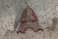 Scoliopteryx libatrix