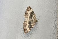 Epirrhoe alternata