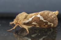 Korscheltellus lupulinus