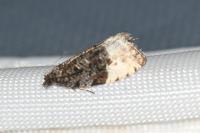 Hedya pruniana