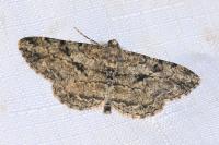 Peribatodes rhomboidaria