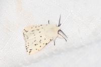 Spilosoma lubricipeda