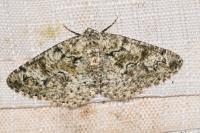Cleorodes lichenaria