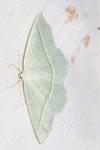 Campaea margaritaria