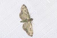 Pasiphila rectangulata