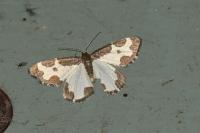 Lomaspilis marginata