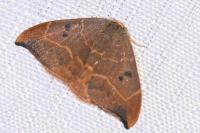 Watsonalla binaria