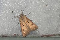 Agrotis exclamationis