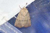 Charanyca trigrammica