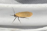 Wittia sororcula