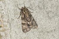 Acronicta rumicis