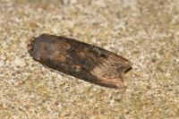 Agrotis ipsilon