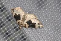 Epirrhoe galiata