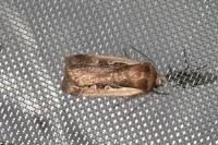 Ochropleura plecta