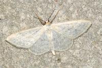 Idaea subsericeata