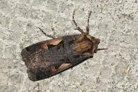 Xestia c-nigrum