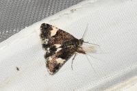 Tyta luctuosa