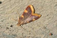Hypsopygia costalis