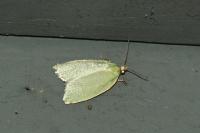 Tortrix viridana