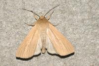 Mythimna pallens