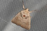 Hoplodrina ambigua