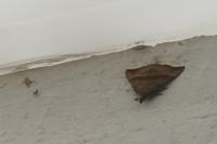 Hypena proboscidalis