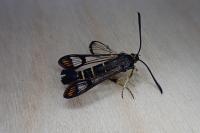 Synanthedon conopiformis