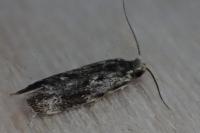 Dryadaula heindeli