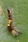 Orgyia antiqua